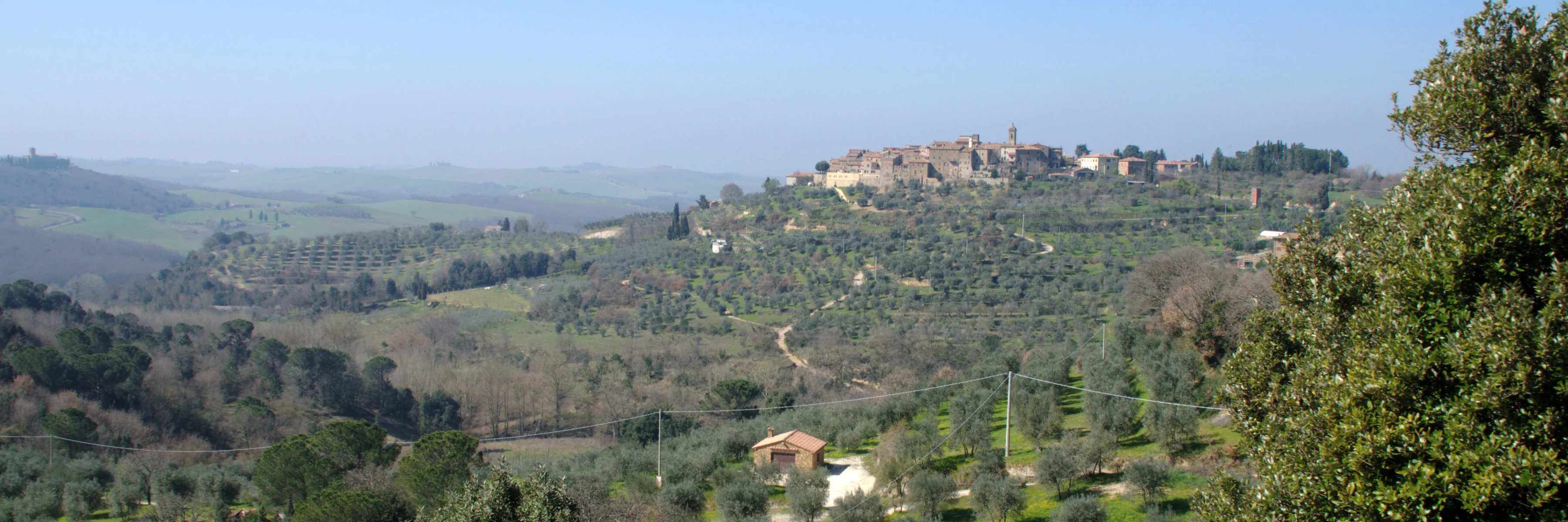 Olio Extra Vergine d'Oliva toscano, dop, terre di siena, igp, biologico, toscana