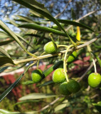 Olio Extra Vergine d'Oliva toscano, dop, terre di siena, igp, biologico, toscana