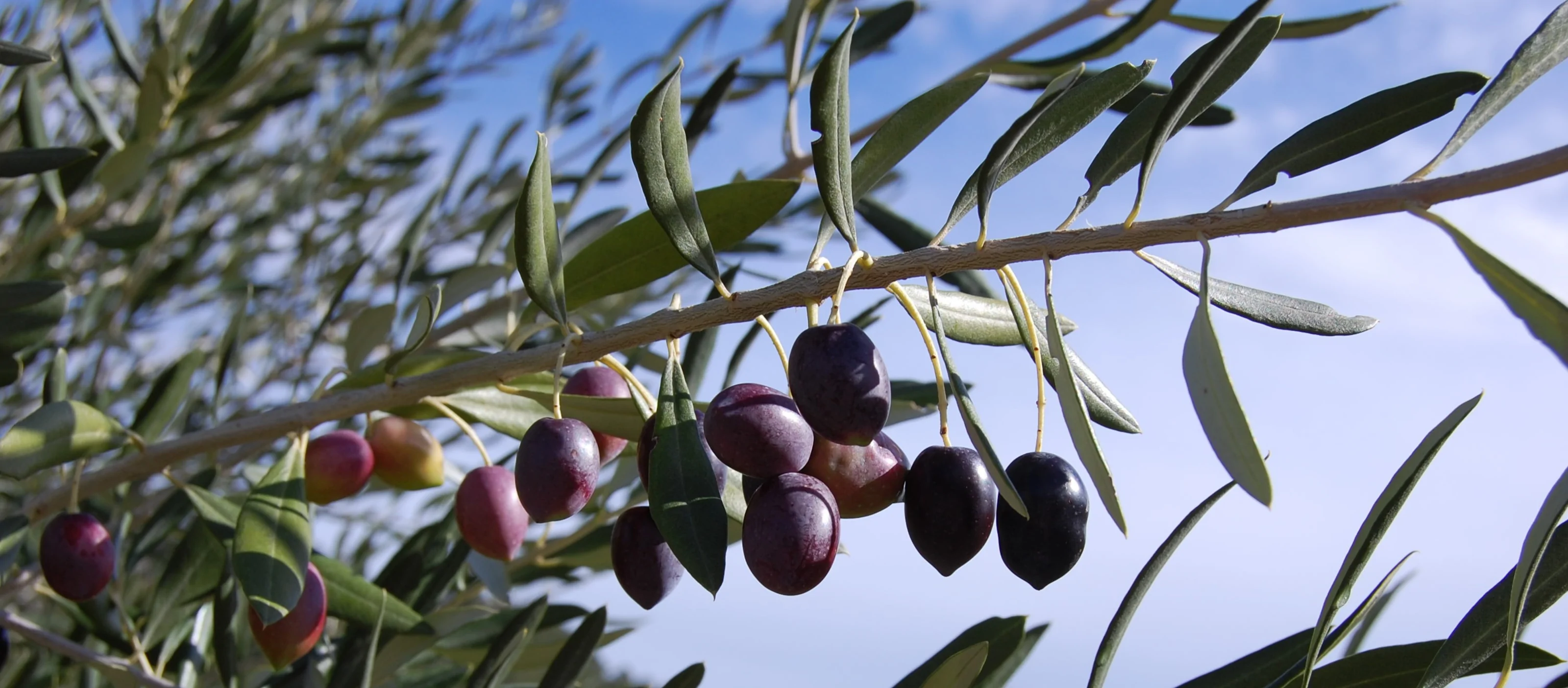 Olio Extra Vergine d'Oliva toscano, dop, terre di siena, igp, biologico, toscana