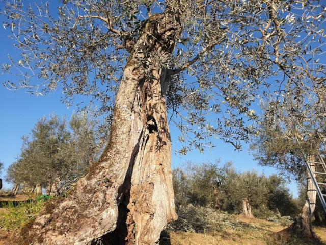 Olio Extra Vergine d'Oliva toscano, dop, terre di siena, igp, biologico, toscana