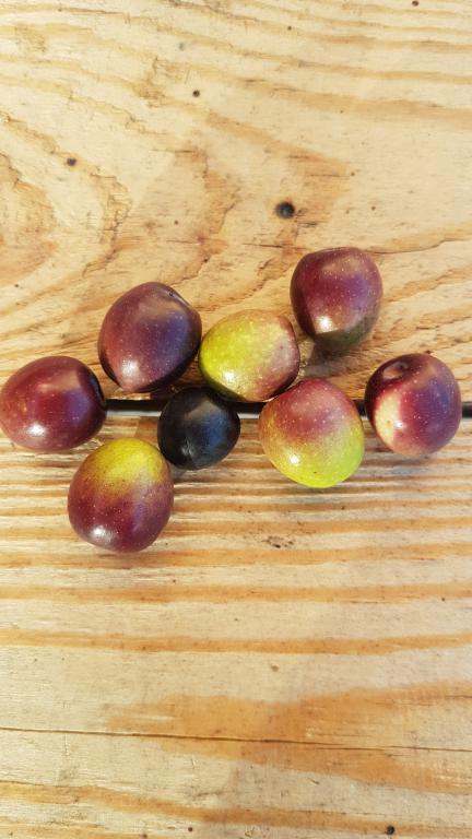 Moraiolo + Correggiolo olio extra vergine di oliva 2025 Lt.0,500